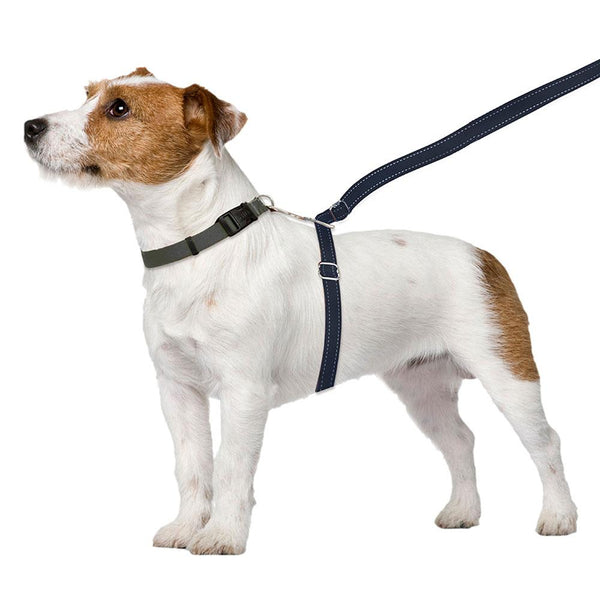 ThunderLeash No-Pull Dog Leash for Any Collar